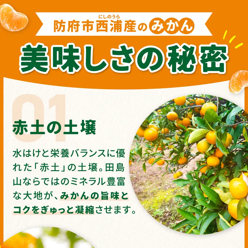 防府市西浦産のみかん 10kg 美日山 山口県 防府市 12-046-0002 みかん 10kg 温州みかん フルーツ 柑橘 果物 赤土 産地直送 美味しい 旬