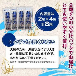 SB0401　船内急速冷凍するめいか　8尾