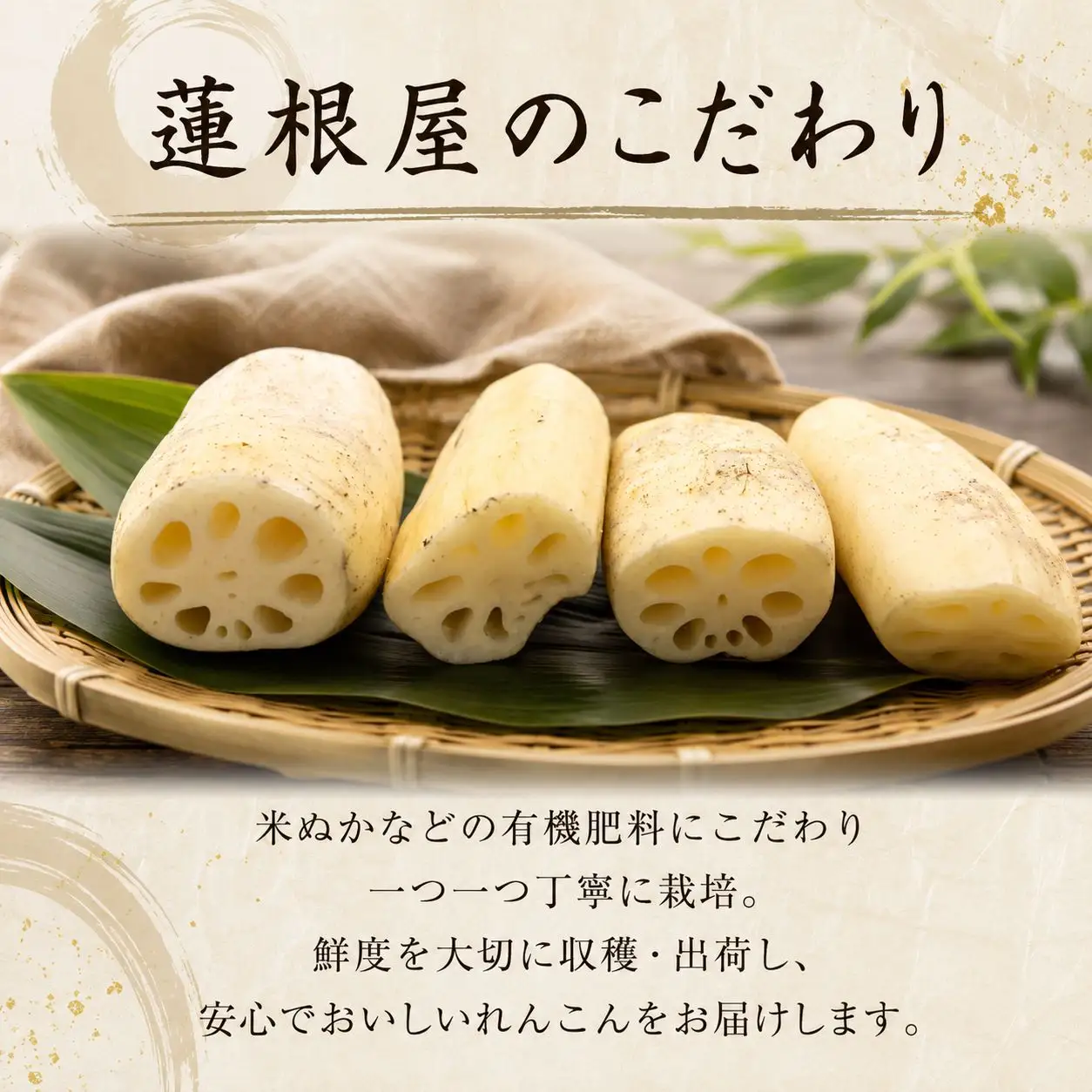 訳あり 洗い れんこん 4kg 農家直送