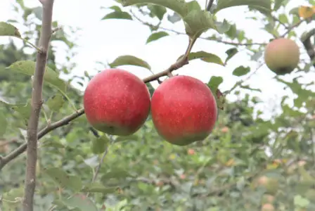 訳あり りんご 約 2.5kg ～約 3kg　( 品種おまかせ / 8月中旬 ～ 10月 発送 ） 季節のりんご 旬のりんご 早生りんご 岩手県 北上市 黒岩産直 B0448 