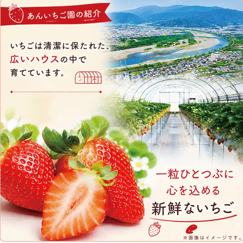 いちご 紅ほっぺ あまえくぼ ジェラート（120ml） 12個