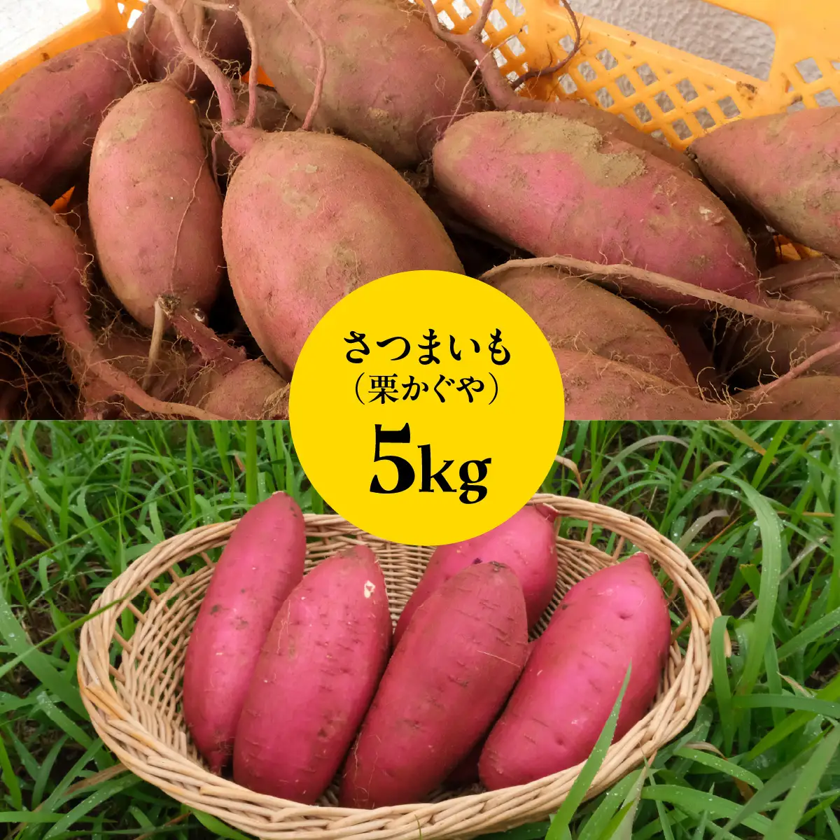 秋山農園から話題のさつまいも「栗かぐや(R)」5kg TAKF051
