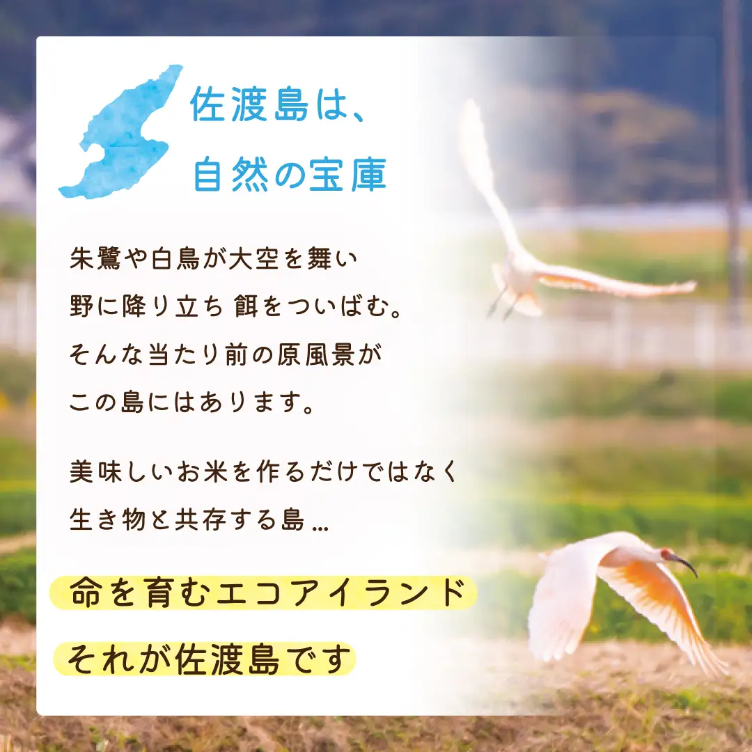 令和8年産 佐渡島産 朱鷺と暮らす郷 白米5kg 特別栽培米