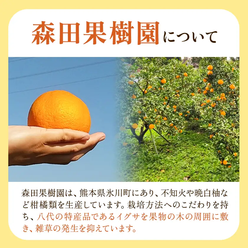 柑橘 柑橘定期便  森田果樹園 