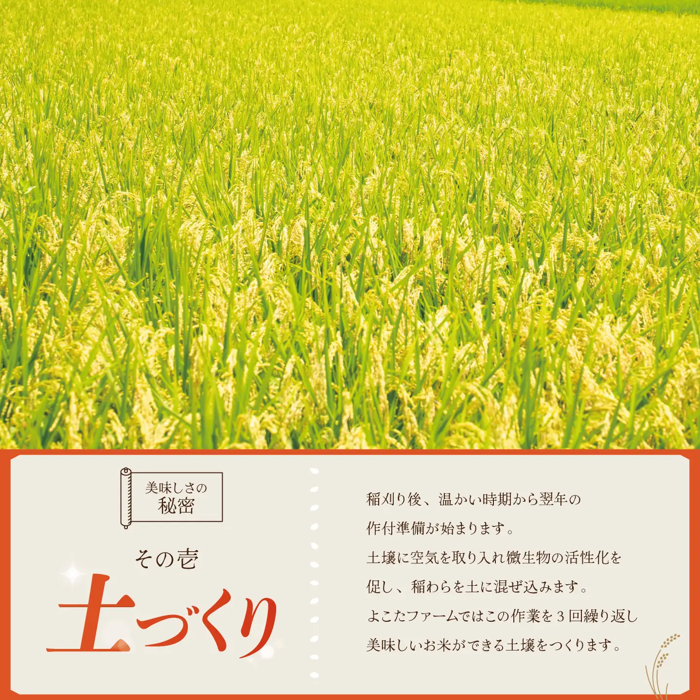 【12回定期便】令和8年産 コシヒカリ 精米 5kg 新米 こしひかり