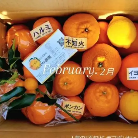 【発送月固定定期便】1～3月の季節の柑橘詰め合わせ5kg(3回定期便)毎月違う楽しい柑橘BOX全3回【4091082】
