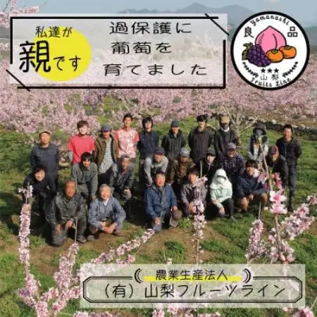 朝もぎ直送!!過保護に育った葡萄『のびのび育てたシャインマスカット』1房【配送不可地域：離島】【1776265】