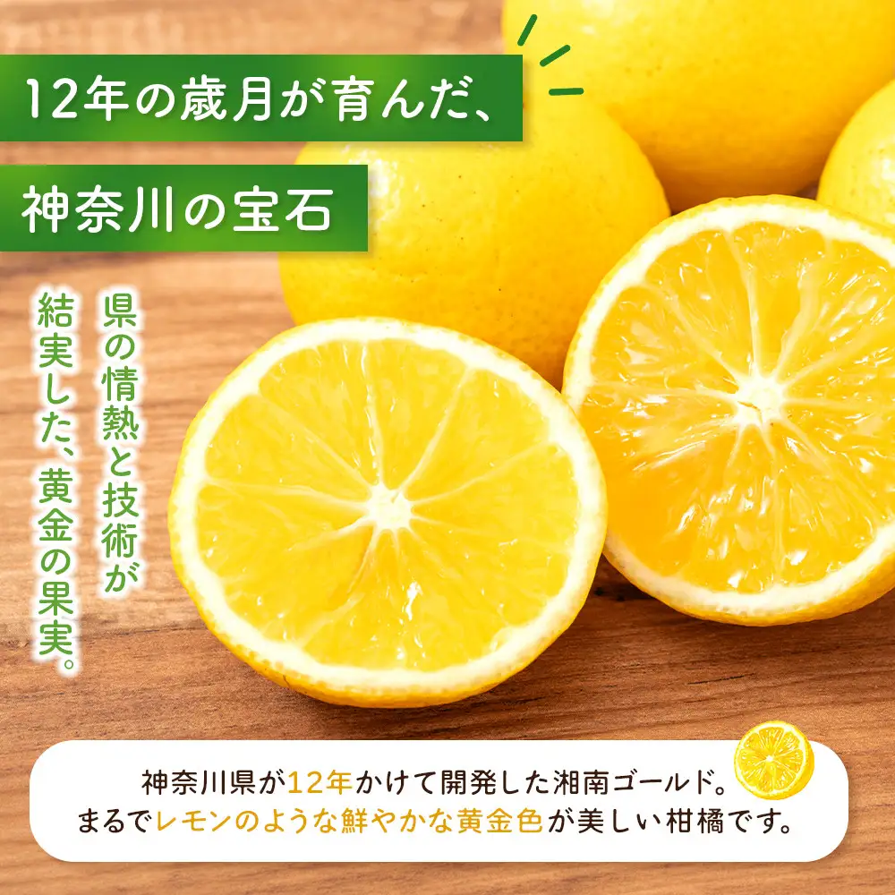 先行予約】湘南ゴールド5kg【2027年3月上旬ごろより発送開始