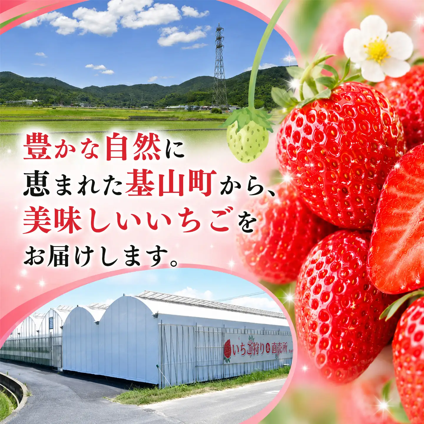【2027年1月発送】【先行予約】【農場直送！】いちご2品種食べ比べ(約280g×2P) K100075