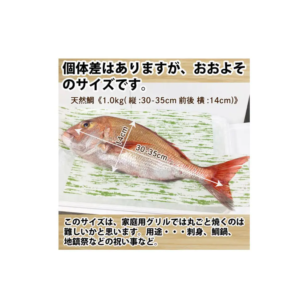 【お歳暮】【三枚おろし片身皮引きサク、片身皮付き】活き締め真鯛1尾（約1kg）タイ たい 刺身 鍋