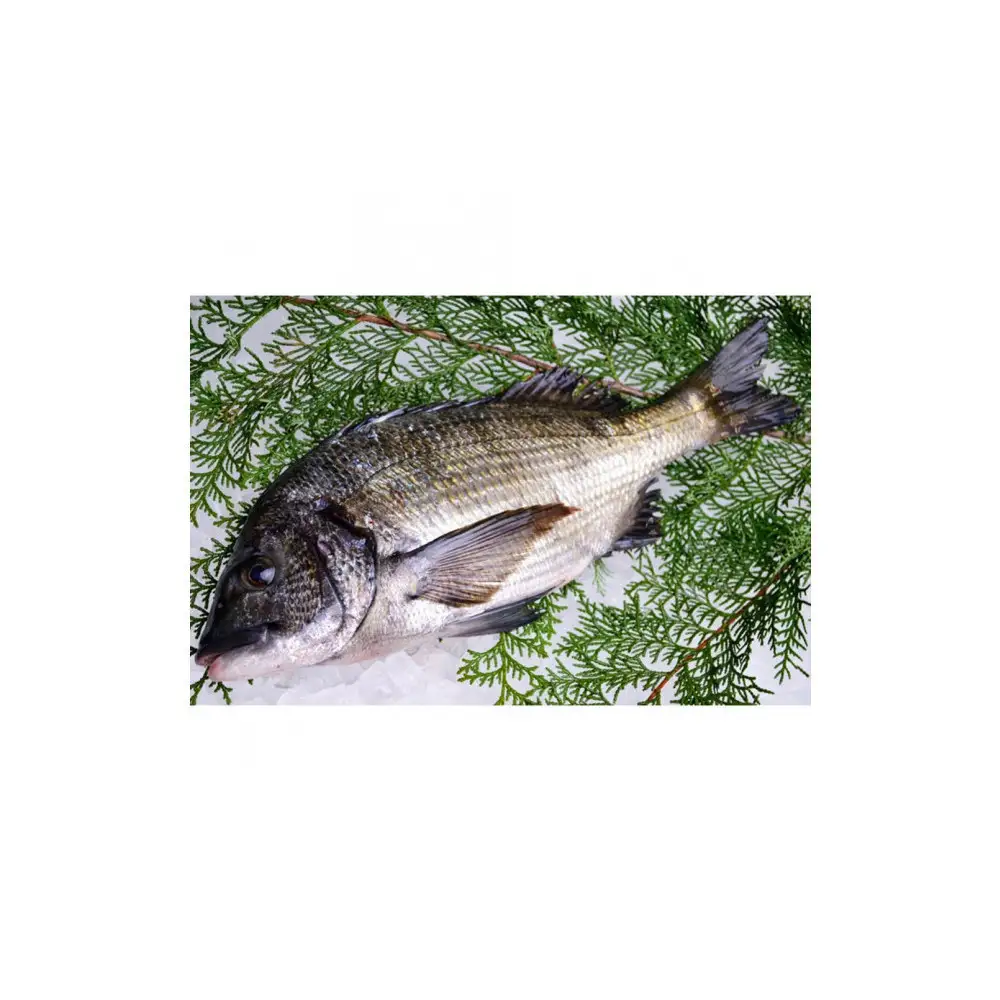 【お歳暮】【下処理なし】黒鯛 1尾（約1ｋg）ちぬ チヌ 刺身