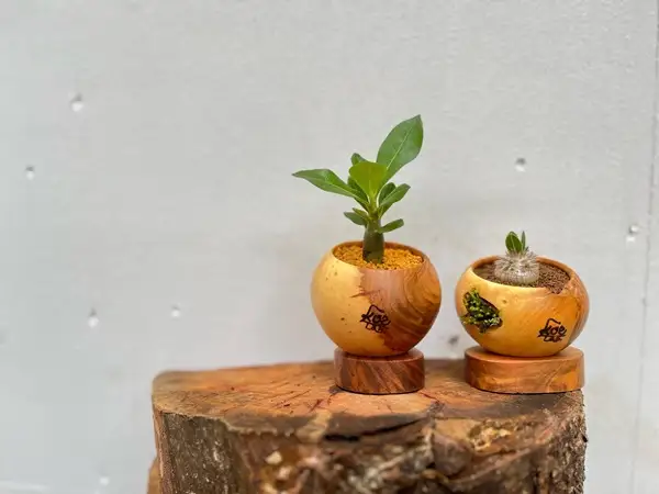 ぷらねぽっと　3点セット（サボテン・多肉植物付き）【植木鉢】