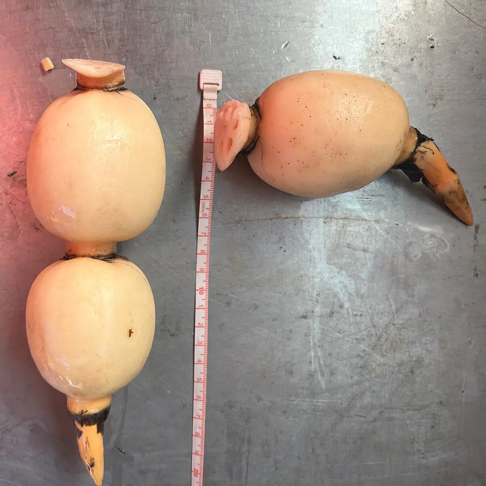 鈴木農園の新物れんこん ご家庭用・使い勝手よし 2kg 炒め物、サラダ、付け合わせに