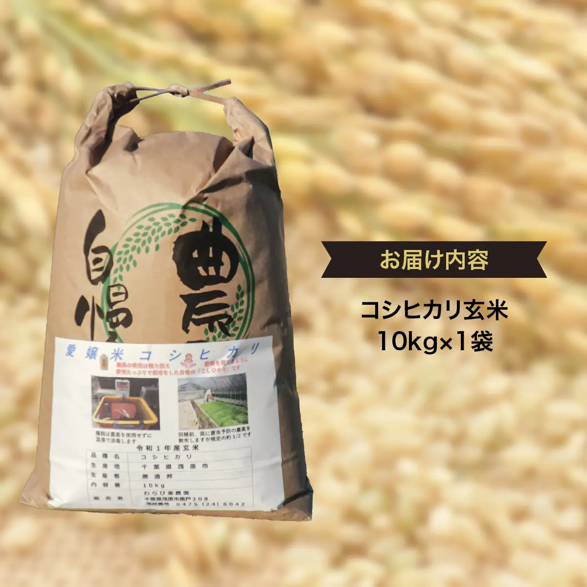 【令和8年産】　茂原市産こしひかり玄米10ｋｇ MBAO008
