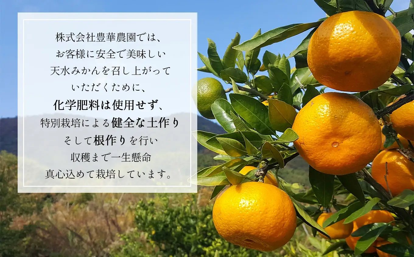 ≪家庭用≫こだわりみかん 5kg |  豊華の夢ロード