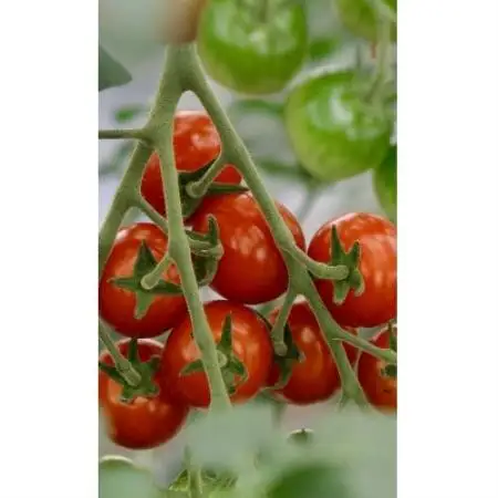 芳醇高糖度ミニトマトの贅沢ジャム140g×3個【1652143】