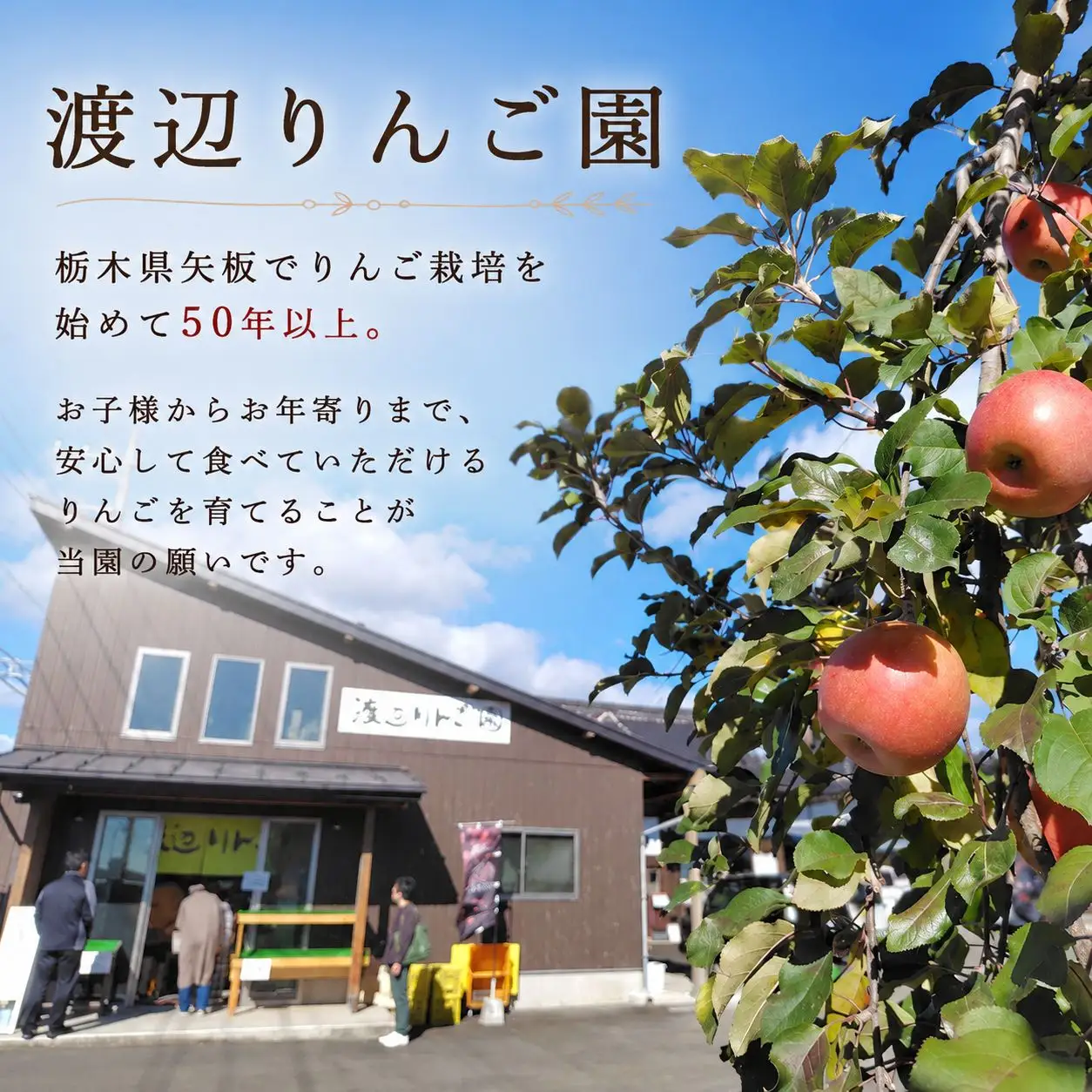 訳あり りんご 完熟 ふじ 5kg 箱｜【11月下旬より順次お届け】リンゴ 林檎 フルーツ 果物 栃木県矢板市産