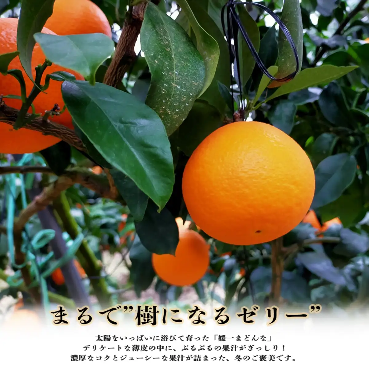 【先行受付】ゼリーのような食感！「媛一まどんな」訳あり約3.5kg入【28-52】YWTN034