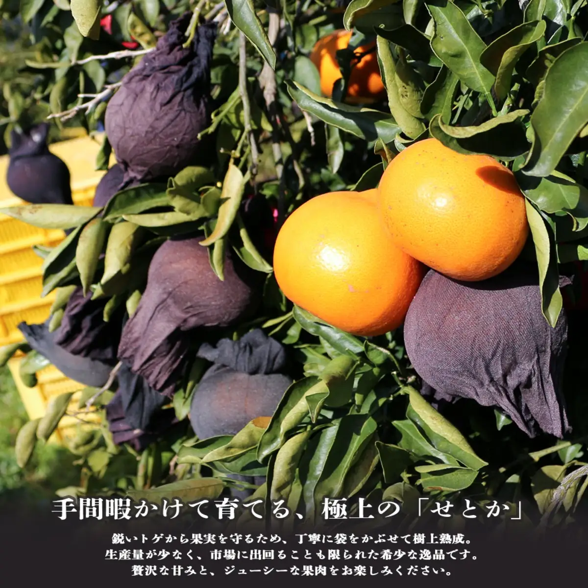【先行受付】愛媛の柑橘の代名詞！「せとか」約2kg入【28-51】YWTN036