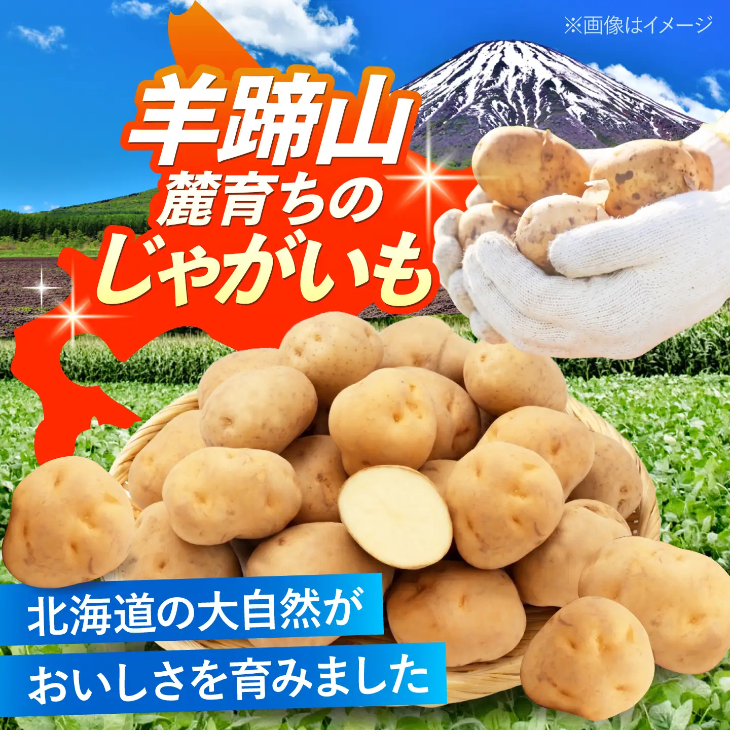 じゃがいも 男爵芋 10kg BPAT002 じゃがいも