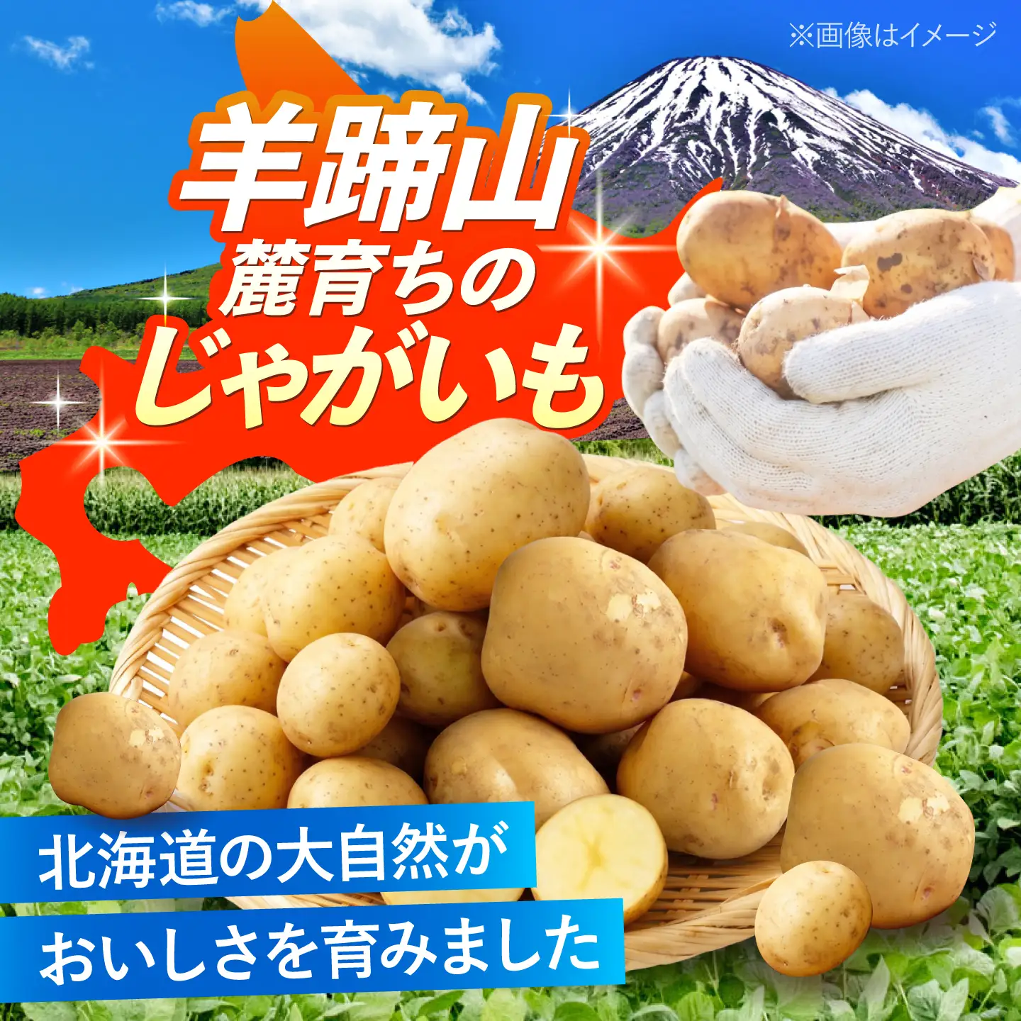 じゃがいも キタアカリ 20kg BPAT006 じゃがいも