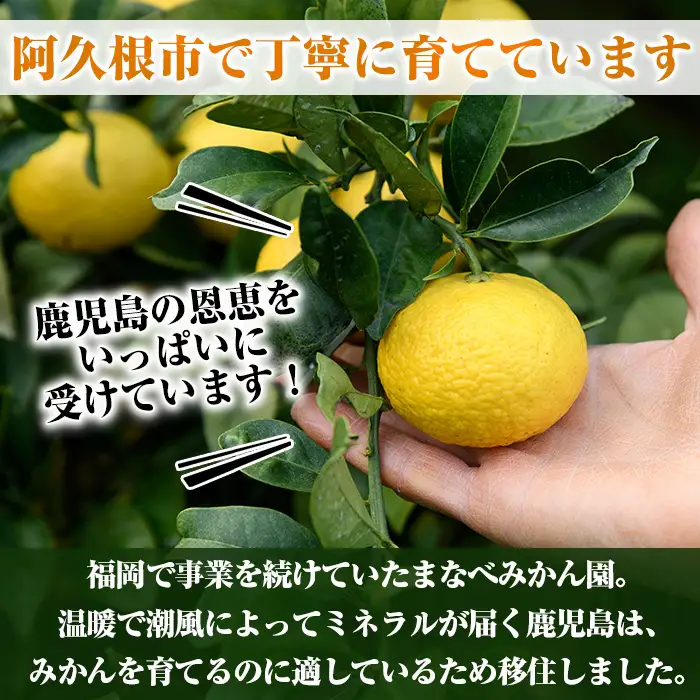 ＜先行予約受付中！2027年2月上旬以降順次発送予定＞訳あり！まなべみかん園の黄金柑(約2.5kg) 国産 鹿児島県産 阿久根市産 柑橘類 果物 フルーツ みかん ミカン 蜜柑 期間限定 数量限定 デザート ご家庭用 【有限会社まなべみかん園】akn034-10