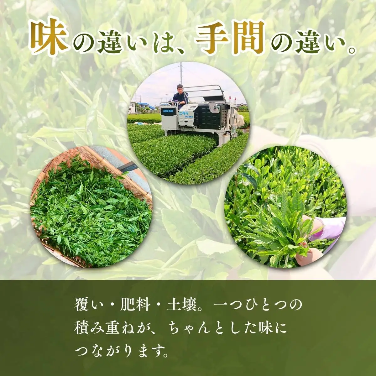 ほうじ茶 抹茶入り玄米茶 ティーバッグ 4袋セット(各2袋) 埼玉県 狭山市