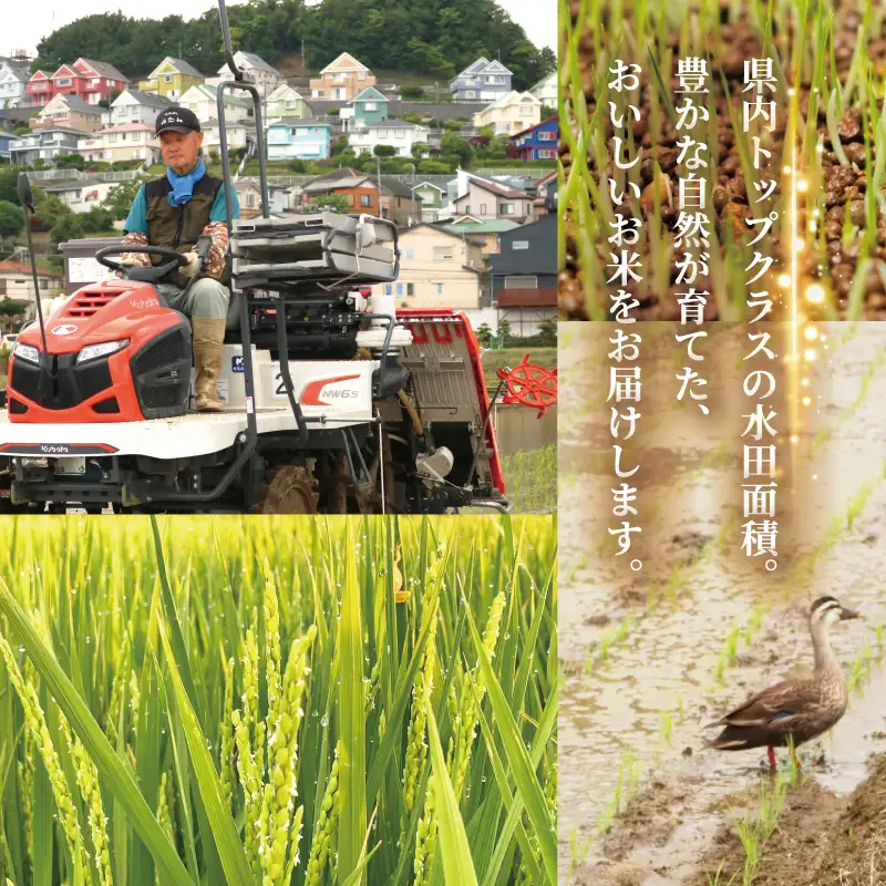 新米 はるみ 5kg [定期便2ヶ月] 令和8年産 新米