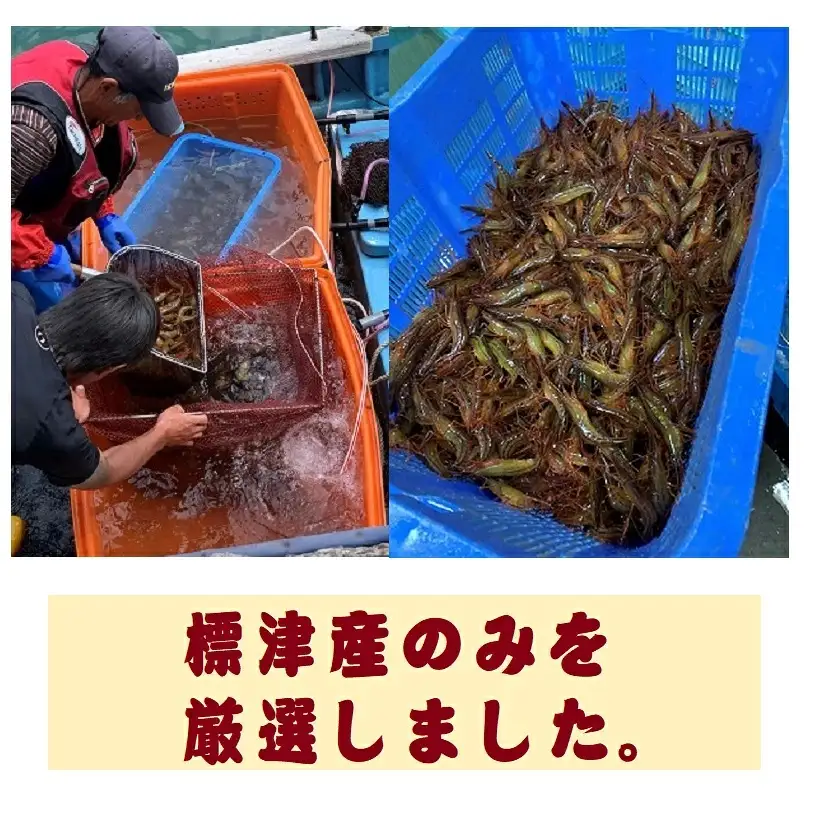 【北海シマエビ】 200g × 2 えび 【BB】
