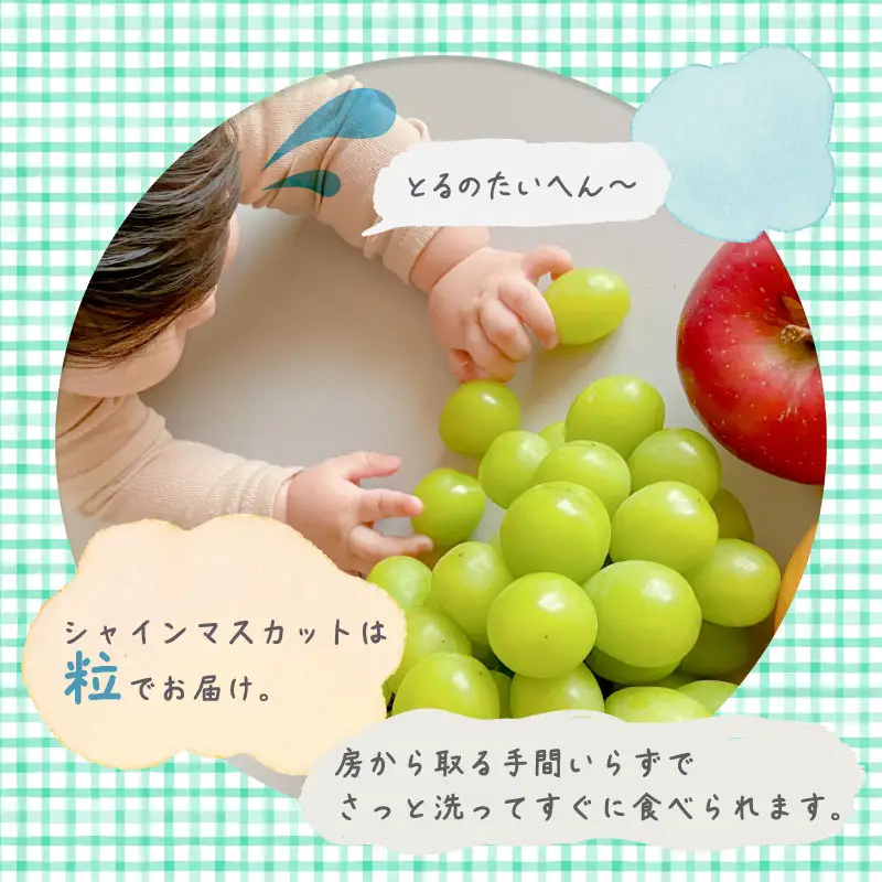 【2026年オンタイム】シャインマスカット 約1.5kg （粒）