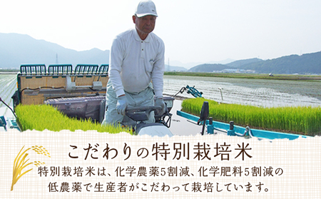 ＜令和7年産 西予市宇和町産 特別栽培米コシヒカリ・にこまる 食べ比べセット 合計4kg（各2kg）＞ お米 コメ 白米 精米 ご飯 ライス 穀物 こしひかり 晩稲 大粒 特産品 三好フク 愛媛県 西予市『1か月以内に順次出荷予定』 UMH0001