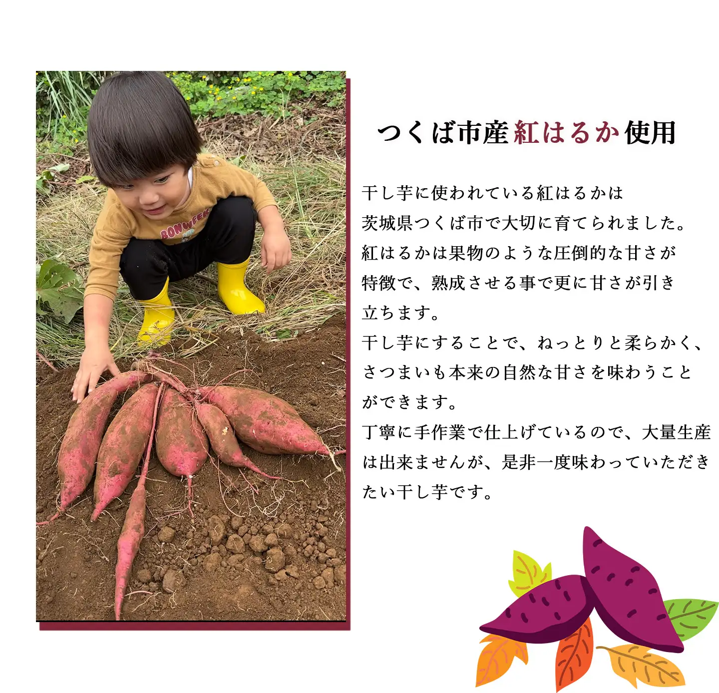 【先行予約】2回定期便 熟成紅はるか 干し芋 （丸干し）150g×3袋 450g 干芋 ほしいも