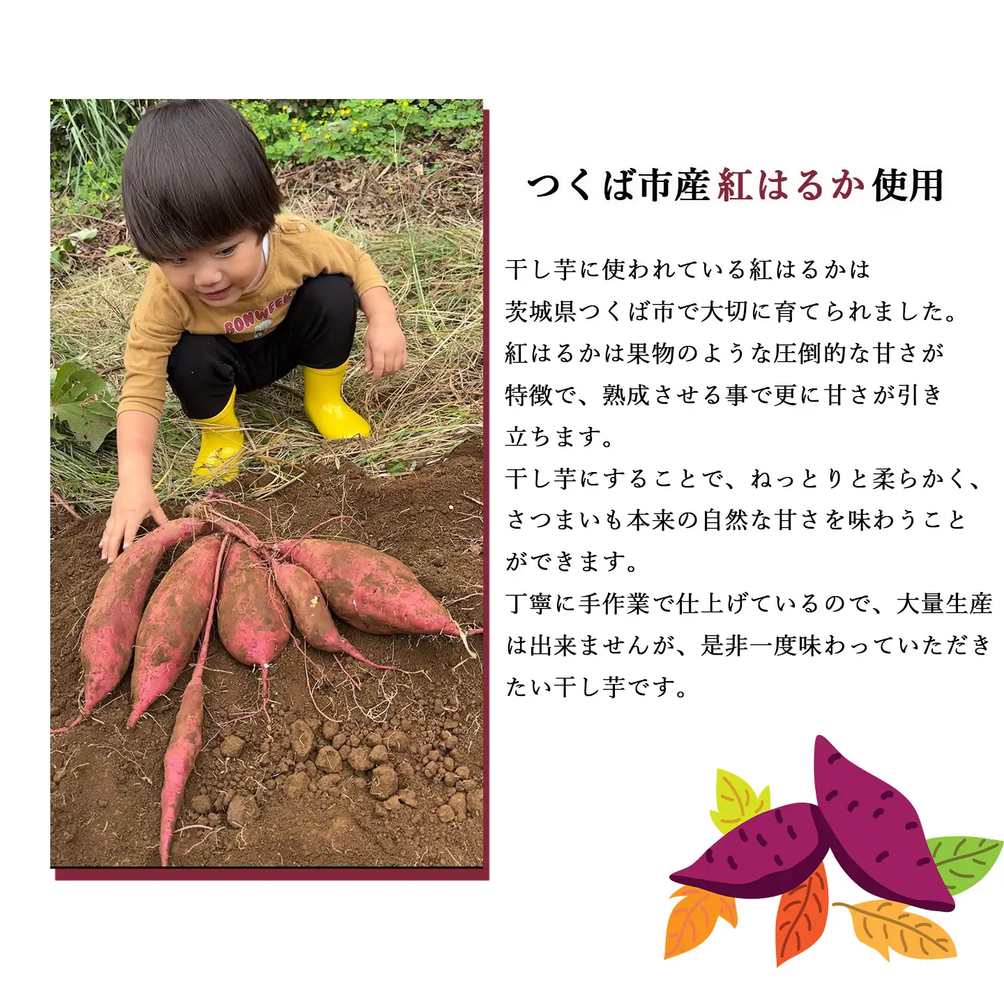 【先行予約 11月上旬より配送開始】 熟成紅はるか 干し芋 （丸干し）500g×2袋 1kg  干芋 ほしいも
