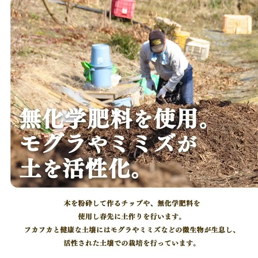 【 堀うち農園 】どっさり 約 2kg 訳あり たねなし柿 | フルーツ くだもの 果物 柿 かき カキ デザート 秋の味覚 自宅用 家庭用 特産品 果実 10月 11月 秋 旬 味覚 グルメ お取り寄せ 送料無料 大容量 農家直送 産地直送 ビタミン タンニン 食物繊維 豊富 美容 健康 種なし タネなし わけあり 訳アリ ご自宅用 皮ごと 食べられる 不揃い 奈良県 五條市