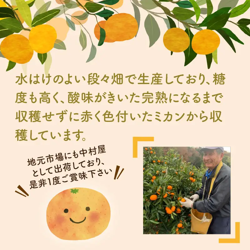 天田みかん（紀州和歌山） A級5kg【1272】