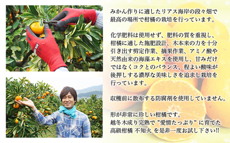 ＜カネエの西宇和産 不知火（しらぬい）3kg前後＞ 家庭用 農家直送 果物 くだもの フルーツ ミカン オレンジ 甘い おいしい サイズ混合 食べて応援 特産品 いのうえ農園 愛媛県 西予市【常温】『2026年3月中旬より順次発送予定』MIN0001