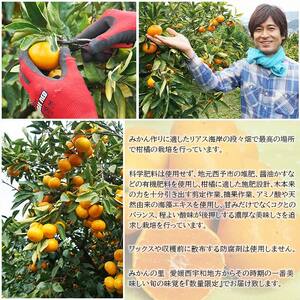いのうえ農園直送西宇和産温州みかん（宮川早生） 5kg MIN0002