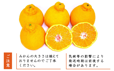 愛媛県明浜産 不知火（3kg） ATI0008