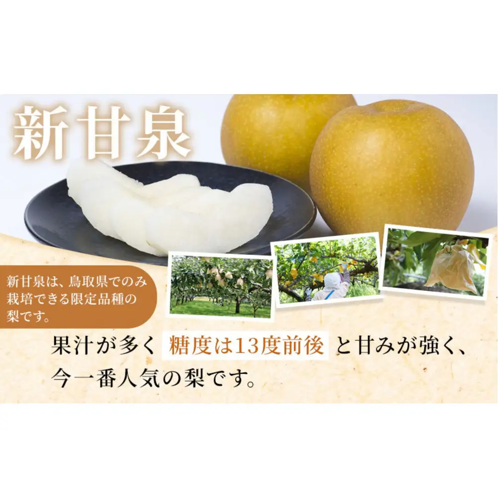 訳あり 数量限定 鳥取県産 新甘泉（しんかんせん） 約5kg （10～18玉）≪2026年9月中旬頃出荷≫