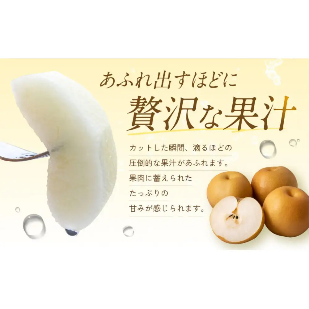 【先行予約】ギフト用 数量限定 鳥取県産”王秋梨（おうしゅうなし）” 約5kg （8～15玉）≪2026年11月中旬頃出荷≫