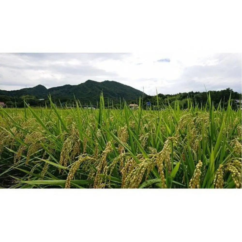 【令和8年産】出雲神結米 (つや姫) 5kg×1袋