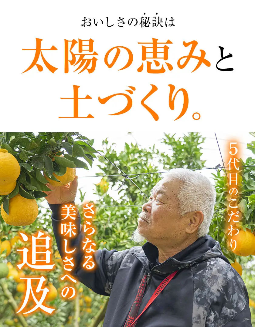 不知火 福岡農園 不知火 3.5kg 贈答用