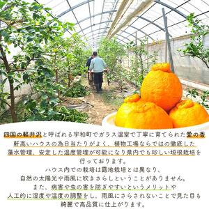 先行予約＜不知火「愛の香」M～Lサイズ 約12～14玉＞ しらぬい みかん 甘い おいしい フルーツ 果物 柑橘 のし対応可 お祝い 御祝 内祝い ギフト 贈答 贈り物 南予園芸 特産品 食べて応援 愛媛県 西予市【常温】『2025年2月下旬～3月下旬迄に順次出荷予定』UNE0004