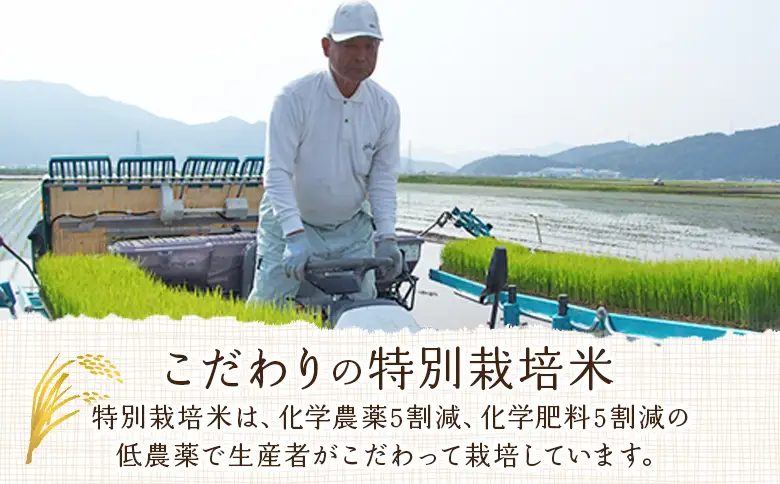 ＜令和7年産 西予市宇和町産 コシヒカリ・にこまる 食べ比べセット 合計10kg（各5kg）＞ お米 コメ 白米 精米 ご飯 ライス 穀物 こしひかり 晩稲 大粒 特産品 三好フク 愛媛県 西予市 『1か月以内に順次出荷予定』 UMH0004