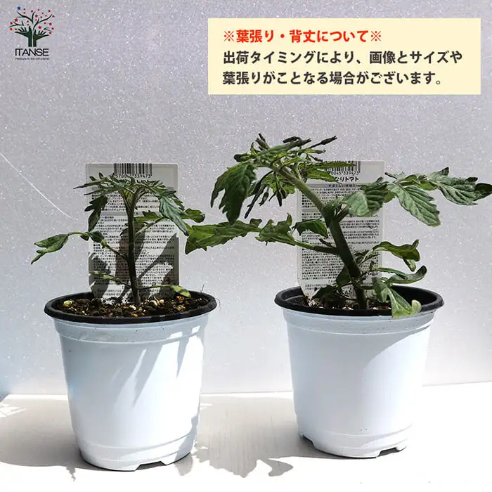 すずなりトマトの苗(10.5cmポット×2個) トマト ミニトマト トマト苗 家庭菜園 プランター栽培 露地栽培 超多収穫 多収型 糖度 初心者向け 10.5cmポット ベランダ菜園 夏野菜 新登場 【m112-03】【ITANSE】