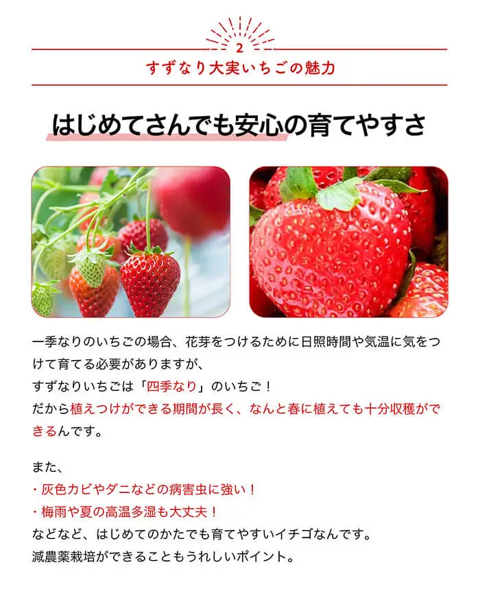 すずなり大実いちごの苗(18cmポット×1個) いちご 大実 いちご苗 四季成り よつぼし 高糖度 家庭菜園 育てやすい 多収穫 プランター栽培 ストロベリー フルーツ 果物 新登場 【m112-04】【ITANSE】