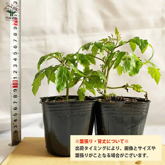 トマト大王の苗(10.5cmポット×2個) トマト大王 トマト トマト苗 ミニトマト ミニトマト苗 ハンギングトマト 多収穫 家庭菜園 ベランダ菜園 プランター栽培 初心者向け 新登場 【m112-06】【ITANSE】