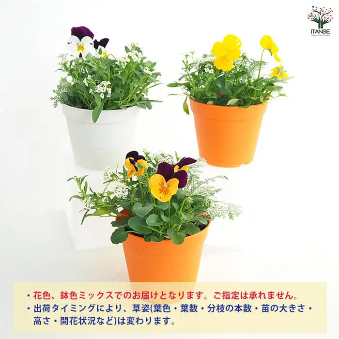 季節の寄せ植え(15cmポット苗×1個) 寄せ植え 花 花苗 季節の花 玄関用 ベランダガーデン 完成品 初心者向け カラーリーフ 屋外 ガーデニング おまかせ 新登場 【m112-07】【ITANSE】