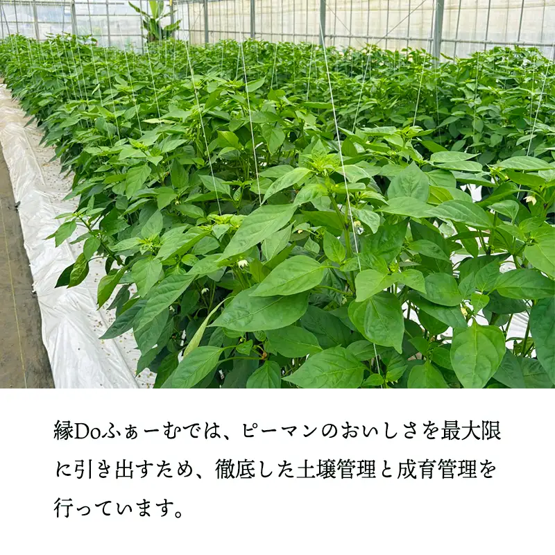 宮崎県高原町産ピーマン2kg（約40～45個）　[国産 九州産 炒め物 焼肉 BBQ 肉詰め 天ぷら 中華 10000円以下] TF0919ｰP00082