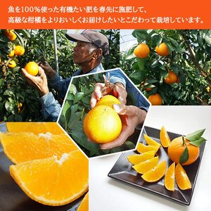 先行予約 紅まどんなと同品種！＜山徳農園 「まどんな」 約4kg＞  愛媛果試第28号 果物 くだもの マドンナ みかん ミカン 蜜柑 柑橘類 フルーツ 食べて応援 特産品 産地直送 西宇和 愛媛県 西予市【常温】『2024年12月上旬～12月中旬迄に順次出荷予定』MYT0003
